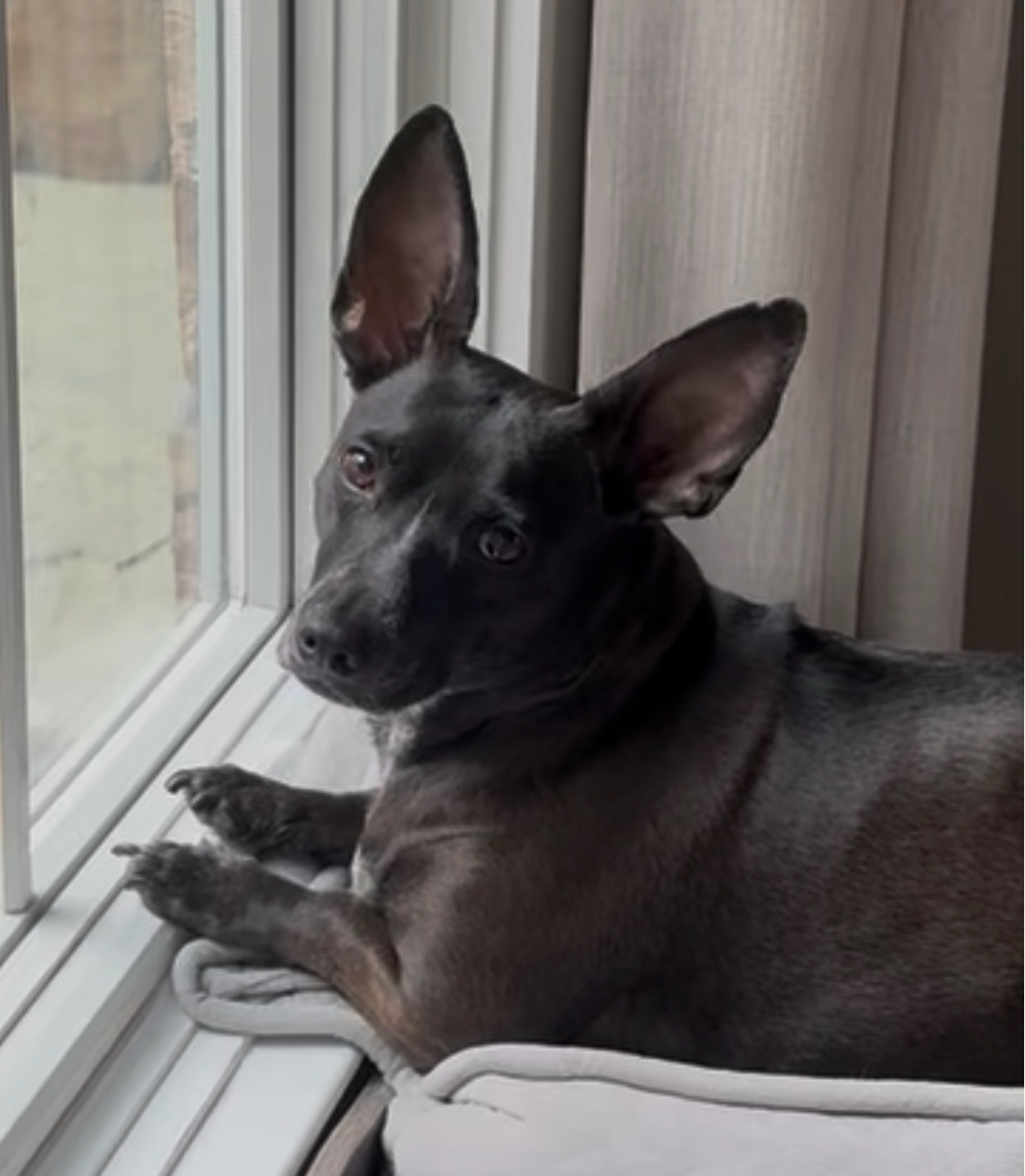 Coco, the Collins family rescue dog and Old Capital Dentistry mascot